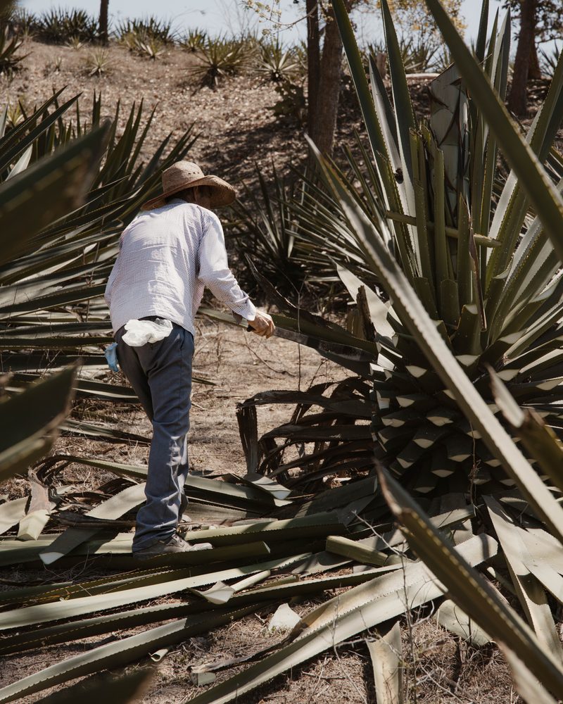 Maestro mezcalero a contraluz
